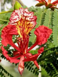 Quando Floresce O Flamboyant Jardim Cor Delonix Regia Desenhos De Flores Flores Bonitas
