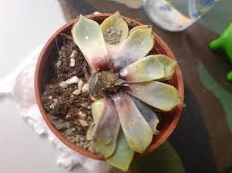 Cactus falls over or is very cacti are known for being able to stand very dry and hot environments, which makes them great additions. How Not To Overwater Or Underwater Your Succulents Succulents Box