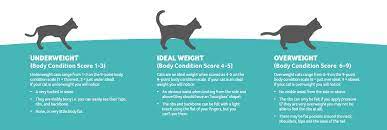Vet Q A How Do I Know If My Cat Is Too Fat Pdsa