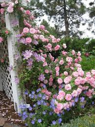Planting Roses In Pots Flower Garden Garden Vines Clematis