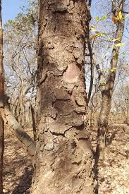 Image result for Zanha africana