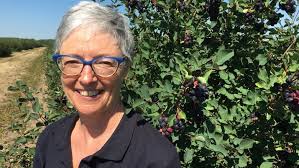 It's purple-tongue time! Manitoba saskatoon berry farms enjoying bumper  crop