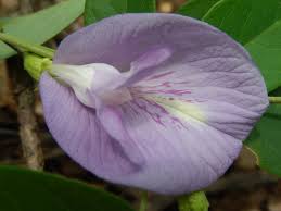 Image result for Clitoria kaessneri