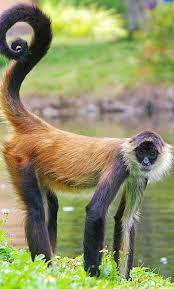Spider Monkey Spider Monkey Animals Wild Animals Beautiful