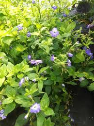 Image result for Browallia americana