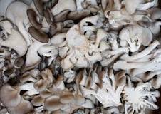 Can you eat the whole oyster mushroom?