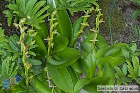 Image result for Habenaria silvatica