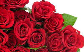 صور ورد احمر جميل لعشاق الرومانسية جمال الزهرة الحمراء تعبر عن العشق الرومانسي اروع روعه