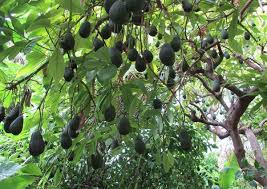 Top 20 Des Fruits Et Legumes Que Tu Sais Meme Pas Comment Ca Pousse Ok Pas Tous Photo Fruit Fruits Et Legumes Photos De Fruits Et Legumes