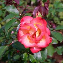 Image result for Rosa