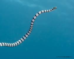 This sea snake frequents coral reef areas. Yellow Lipped Sea Krait Facts Diet Habitat Pictures On Animalia Bio