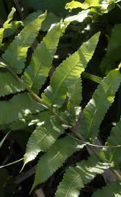 Image result for Ampelopteris prolifera