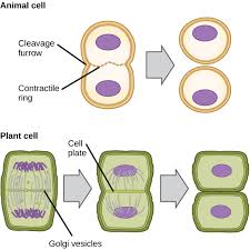 The Cell Cycle Biology I