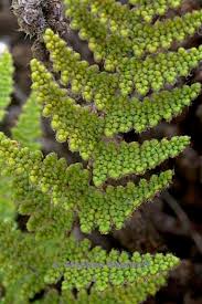 Image result for Cheilanthes similis