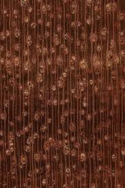 Image result for Schinopsis