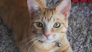 Como Saber Si Mi Gato Tiene Parasitos Gatos Mascotas Cuidado Animal Coronavirus Covid 19 Estados Unidos Usa Eeuu Respuestas Mag