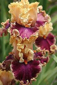 Pin On Fleurs