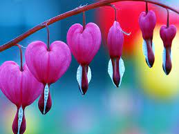 Bleeding Heart Bleeding Heart Flower Bleeding Heart Flower Heart
