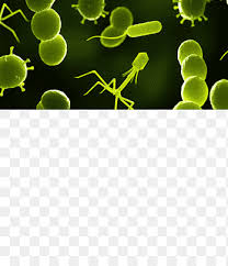 Maybe you would like to learn more about one of these? Bacteriofago Bacterial Estructura De La Celula Virus Microscopio Hoja Tecnica Png Pngegg