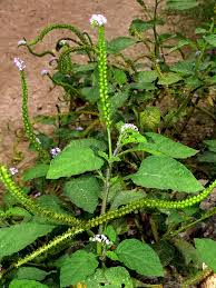 Image result for Heliotropium indicum