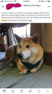 Dog ramona humane society photos. Look At My New House Imgur