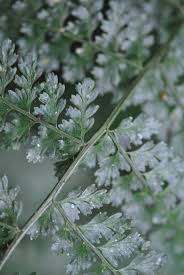 Image result for Asplenium ceii