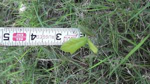 Maybe you would like to learn more about one of these? Live Oak Tree Seedlings At 1 And 8 Months Age Youtube