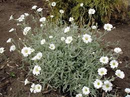 Allyearroundflowers.co.uk is a creative london service specializing in the design, planting and maintenance of hanging. Cerastium Silver Carpet How To Grow Snow In Summer Plants