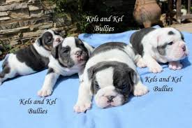 He weighs 50 lbs and his puppies will all carry the blue, black and tri genes! Rare Akc Blue Tri Pied English Bulldog Puppies For Sale In Irvine California Classified Americanlisted Com