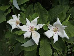 Image result for Carvalhoa macrophylla
