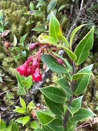 Image result for Vaccinium stanleyi
