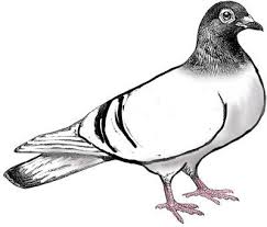 Black And White Wood Clipart Pigeon Clip Art Black And White Clipart Panda Free Clipart Images Cute Pigeon Clip Art Free Clipart Images