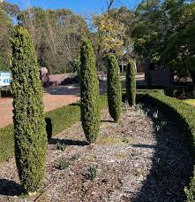 Image result for Buxus acutata