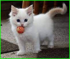 Gambar Kucing Lucu Imut Dan Paling Menggemaskan Sedunia Gambar Kucing Lucu Kucing Himalaya Menggambar Kucing