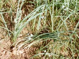 Image result for Dipcadi viride