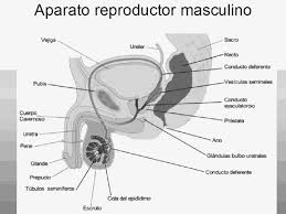 We did not find results for: Sistema Reproductor Femenino Para Dibujar Con Sus Partes Ordenamiento Del Trasto Reproductor Masculino