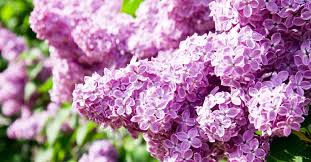 Therefore, working compost in with the soil will help create a suitable planting soil for them. How To Plant And Care For Your Lilac