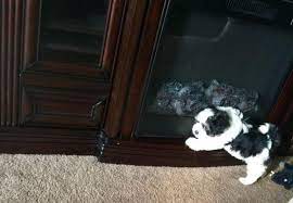 Discover more about our cavalier king charles spaniel puppies for sale. Cavalier King Charles Spaniel Puppy For Sale In Houston Texas Classified Americanlisted Com