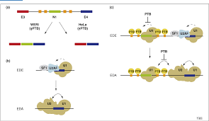 Maybe you would like to learn more about one of these? Pre Mrna Splicing A Complex Picture In Higher Definition Semantic Scholar
