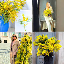 Image result for Mimosa