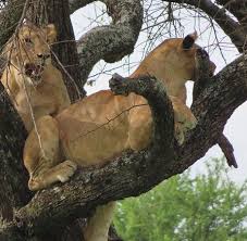 Leonas, la victoria, lima, peru. Leonas En Tarangire Parque National Picture Of Tarangire National Park Arusha Region Tripadvisor