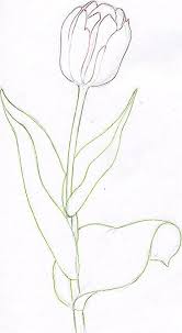 Draw Tulip Flowers In Few Easy Steps Draw Easy Flowers Steps Tulip Tulips Art Flower Drawing Flower Sketches