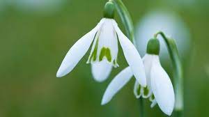 Snowdrop Flower Symbolism Best Flower Wallpaper