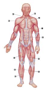 Almost every movement in the body is the outcome of muscle contraction. Chet Rice Terminolog 2 The Muscular System Labeling