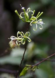 Image result for Turraea floribunda