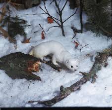 Image result for hranostaj