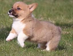 Pembroke welsh corgi puppies for sale in new yorkselect a breed. Pembroke Welsh Corgi Puppies For Sale Rochester Ny 151596