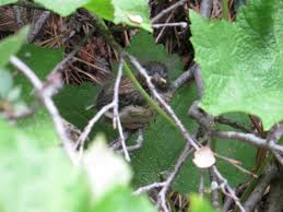 Using gloved or clean hands, place the bird in a container (e.g., a shoebox) lined with soft cloth. The Fledgling Problem Tough Little Birds