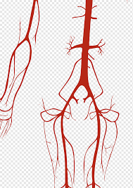 common iliac artery png images pngwing pngwing