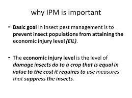 Ipm is the abbreviation of integrated pest management. Integrated Pest Management Learning Objectives 1 Define Ipm Integrated Or Insect Pest Management 2 Describe Why Ipm Is Important 3 Describe What Ppt Download